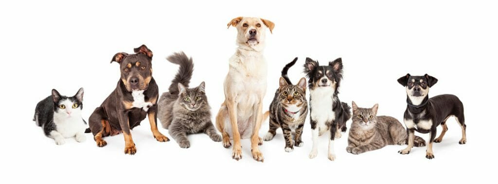 Cats and dogs in a line