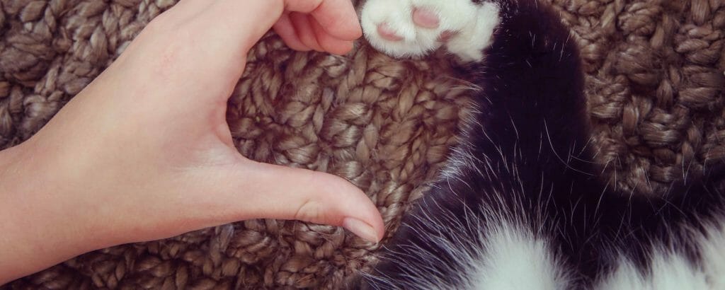 Human hand and cat paw forming a heart shape