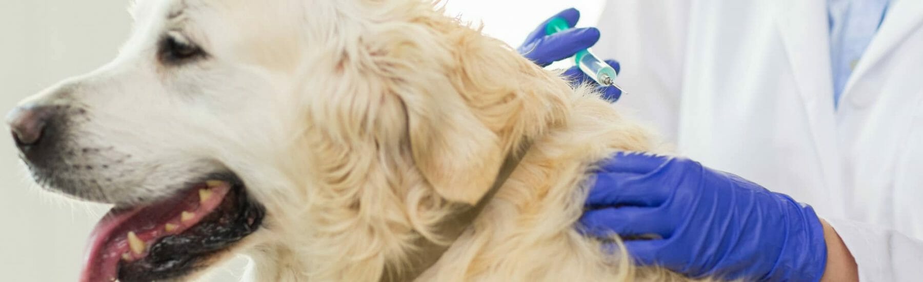 Dog getting a vaccination