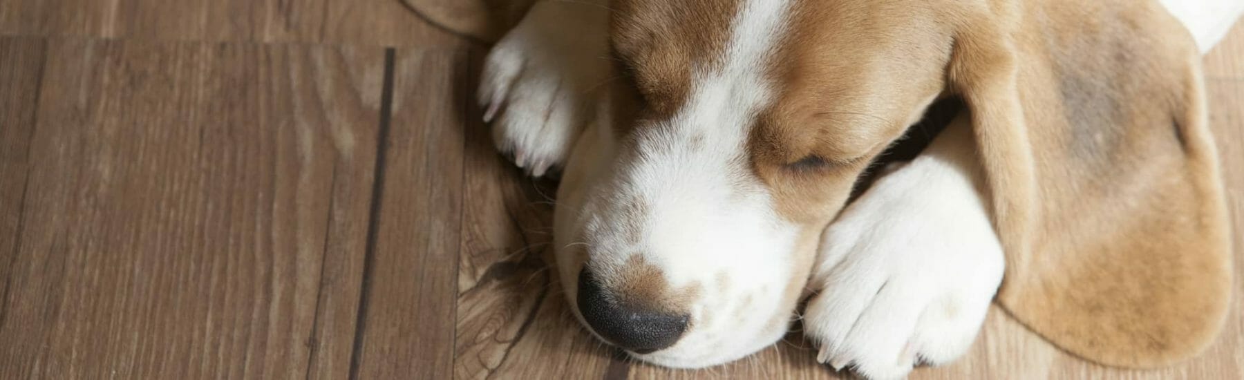 Dog sleeping on wooden floor