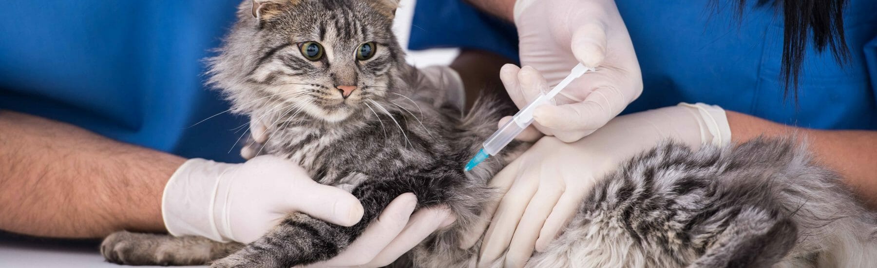 Cat getting a vaccination