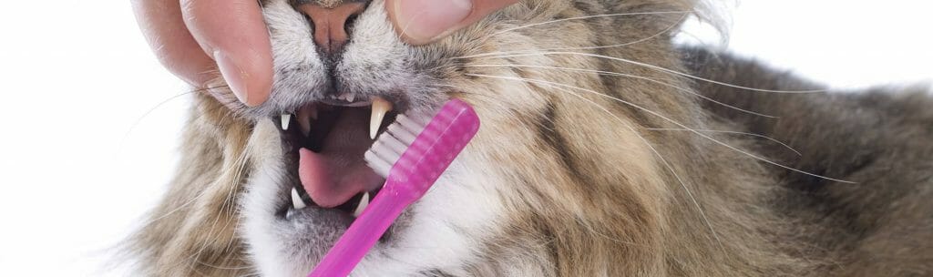Cat getting its teeth brushed with a toothbrush