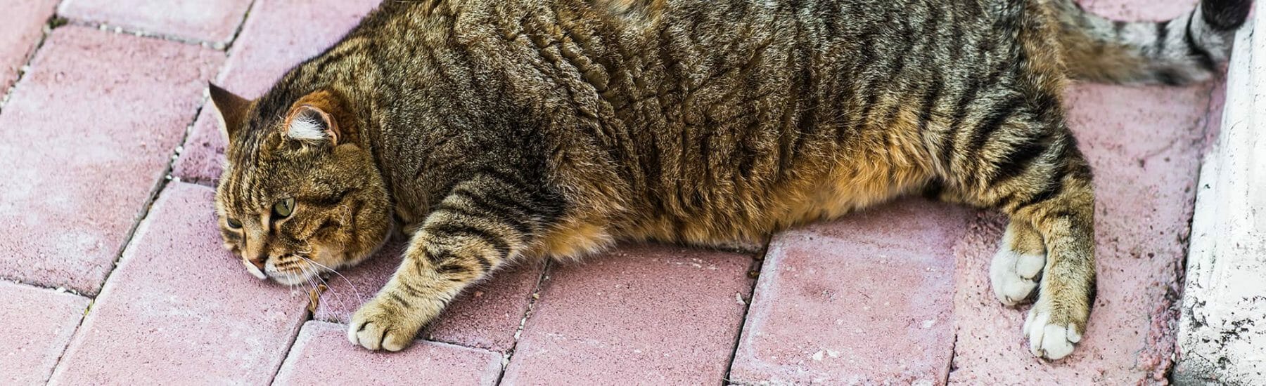 Overweight cat lying on brick floor