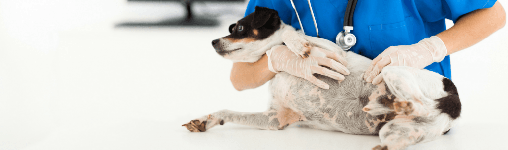 Veterinarian lifting a dog and touching its fur with gloves