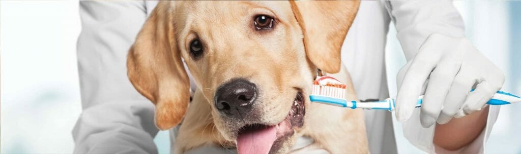 Veterinarian holding a toothbrush in front of a dog