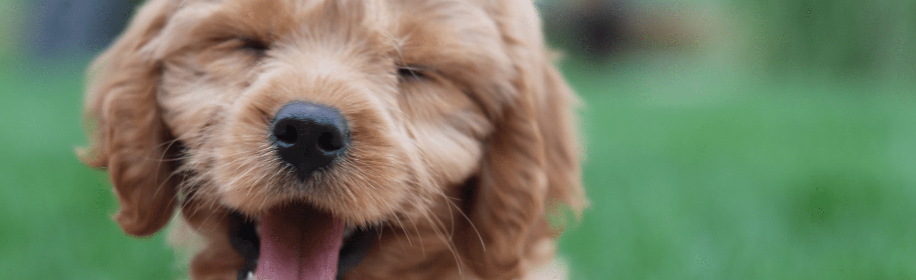 Puppy closing its eyes and opening its mouth